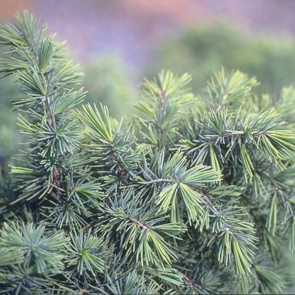 Cedrus deodara (Кедр гімалайський)