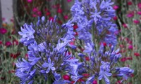 Blue Panache®