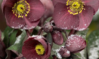 HGC® Ice N' Roses® Nightingale