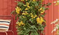 Golden Trumpet