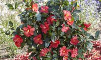 1001 Summer Nights Jasmine