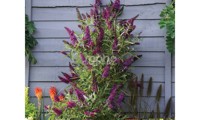 Butterfly Tower