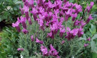 The Princess® Lavender