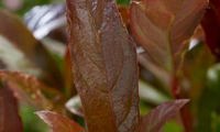 Coppertop