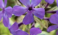 Blue Ribbons