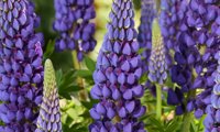 Lupinova Lyanna