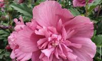 Beautifull Magenta