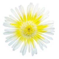 Wheels of Wonder Limoncello