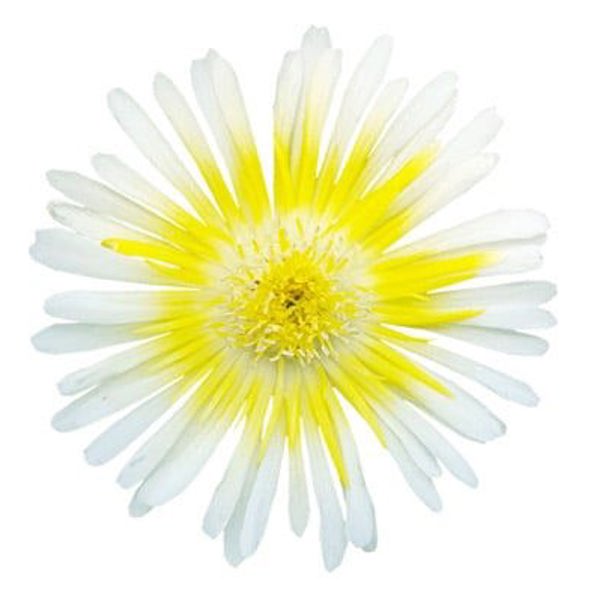 Wheels of Wonder Limoncello