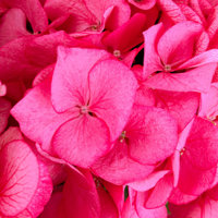 Hi Shadow