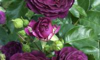 Purple Eden