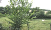 Lutece®