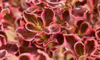 Eclipse (Coprosma)