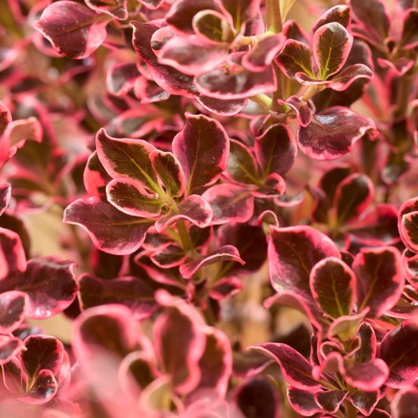 Coprosma × (Копросма гібридна)
