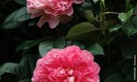 Borneo Odore Clbg