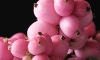 Magical® Pink Cushion