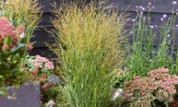 Buffalo Green
