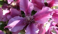 Saphyra® Duo Rose