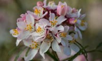 Apple Blossom