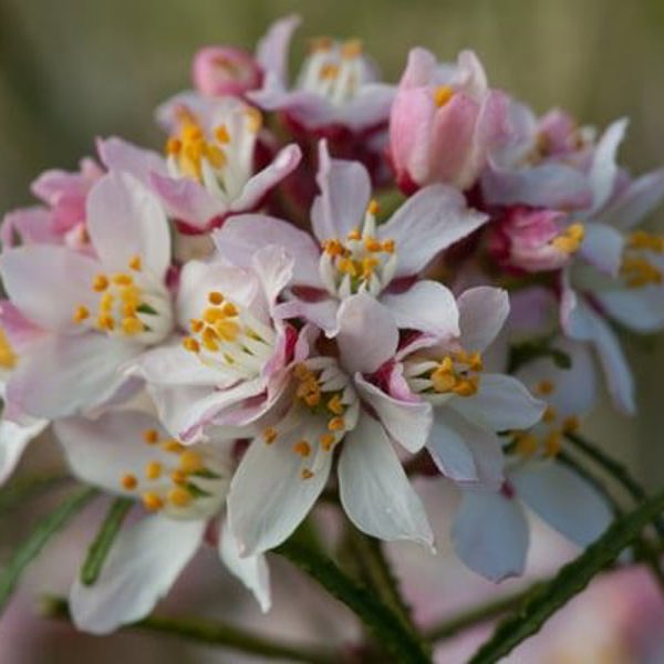 Apple Blossom