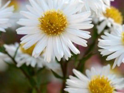 Айстра