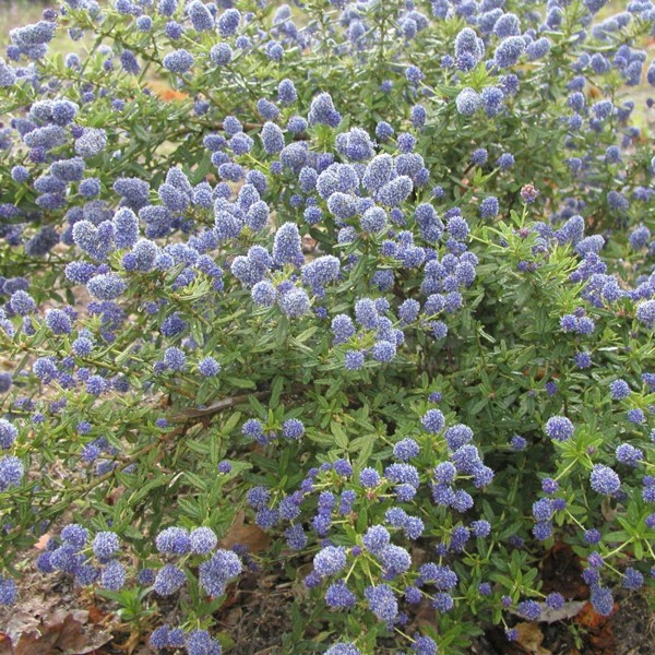 Ceanothus × (Червонокорінник гібридний)