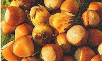 Wunder Aus Bollweiler