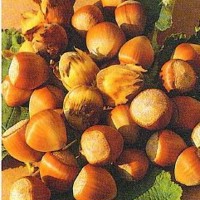 Wunder Aus Bollweiler