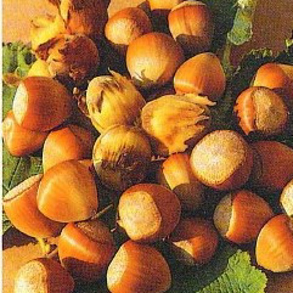 Wunder Aus Bollweiler