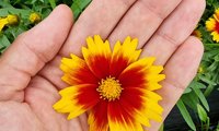 Solar Jewel