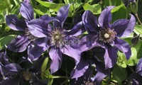 Saphyra® Indigo