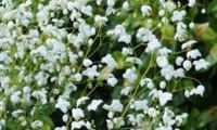 Splendide White