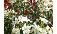 Scented Gem