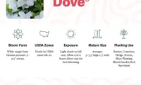 Autumn Dove