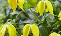 Little Lemons