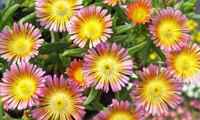 Wheels of Wonder Salmony Pink