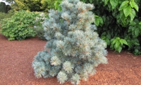 Blauer Engel