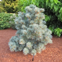 Blauer Engel