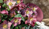 HGC® Ice N' Roses® Rose