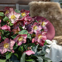 HGC® Ice N' Roses® Rose