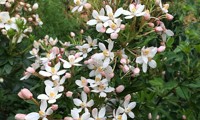 Scented Gem