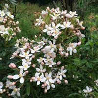 Scented Gem