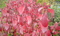 Sibirica