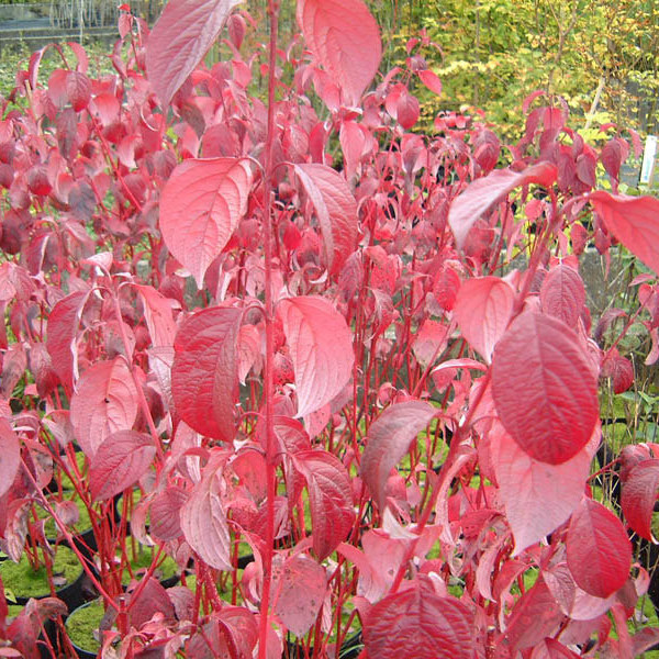 Sibirica