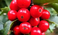 Jingle Berry