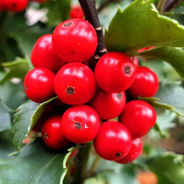 Jingle Berry