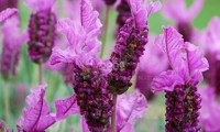 The Princess® Lavender