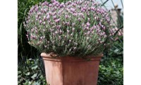 Magical® Posy Pink