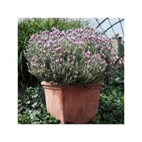 Magical® Posy Pink