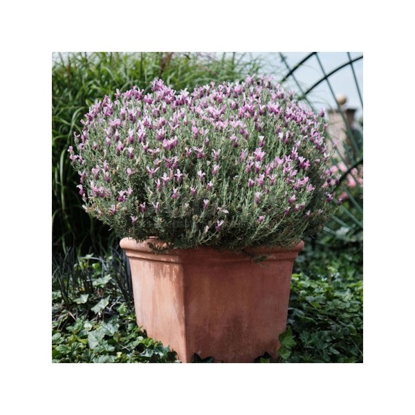 Magical® Posy Pink